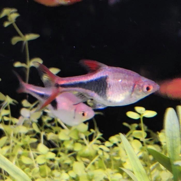 Rasbora heteromorpha, Dieren en Toebehoren, Vissen | Aquariumvissen, Vis