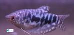 Blauwe Spat, Vis, Zoetwatervis