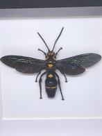 insekt, Ophalen of Verzenden, Nieuw, Insect, Opgezet dier