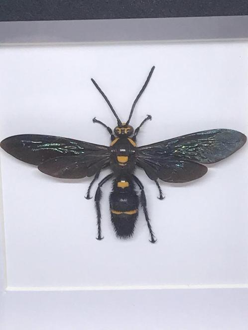 insekt, Verzamelen, Dierenverzamelingen, Nieuw, Opgezet dier, Insect, Ophalen of Verzenden