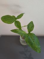 Syngonium Mottled Mojito (kopstek), Huis en Inrichting, Kamerplanten, Ophalen of Verzenden, Overige soorten, Minder dan 100 cm