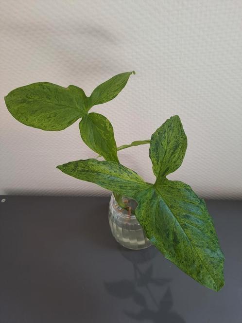 Syngonium Mottled Mojito (kopstek), Huis en Inrichting, Kamerplanten, Overige soorten, Minder dan 100 cm, Ophalen of Verzenden