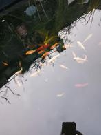 Koi kappertjes, Karper of Koi