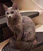 Raszuivere Blauwe Rus en Blue Point Rus kittens, Dieren en Toebehoren, Katten en Kittens | Raskatten | Langhaar, Meerdere dieren