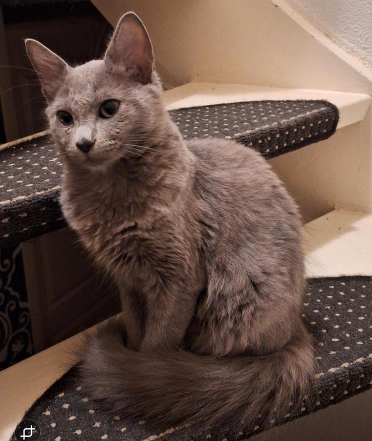 Raszuivere Blauwe Rus en Blue Point Rus kittens, Dieren en Toebehoren, Katten en Kittens | Raskatten | Langhaar, Meerdere dieren