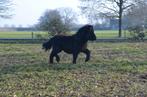 NSPS hengstveulen, Hengst, Niet van toepassing, A pony (tot 1.17m), 0 tot 2 jaar