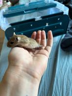 Gerbils te koop, Dieren en Toebehoren, Mei, Meerdere dieren
