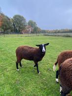 Zwartbles dekram, Dieren en Toebehoren, Schapen, Geiten en Varkens