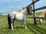 Appaloosa Hengstje, Dieren en Toebehoren, Pony's, Gechipt, 0 tot 2 jaar, Hengst, Onbeleerd