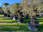 TE KOOP grote sortering olijfbomen olea europaea, Lente, 100 tot 250 cm, Olijfboom, Ophalen