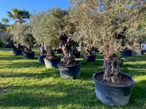 TE KOOP grote sortering olijfbomen olea europaea, Tuin en Terras, Planten | Bomen, Olijfboom, 100 tot 250 cm, Volle zon, Lente