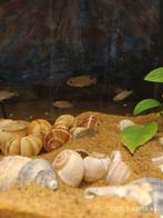 Tanganyika  Neolamprologus multifasciatus cichliden, Dieren en Toebehoren, Vissen | Aquariumvissen, Vis