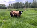 Bonte Ram aangeboden, Dieren en Toebehoren, Mannelijk, Schaap, 0 tot 2 jaar