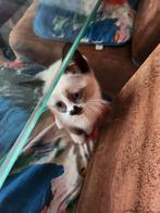 Mooie siamees poesje, Dieren en Toebehoren