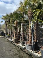 Tropische planten, Tuin en Terras, Planten | Bomen, Ophalen, Volle zon, Palmboom, Minder dan 100 cm