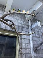 T. K., Dieren en Toebehoren, Vogels | Overige Vogels, Meerdere dieren