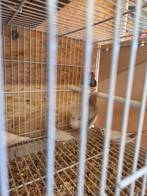Vele soorten tropen, Dieren en Toebehoren, Vogels | Overige Vogels, Meerdere dieren