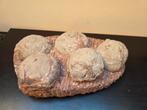 Hadrosaurus nest 5 eieren fossiel, Verzamelen, Mineralen en Fossielen, Ophalen of Verzenden, Fossiel