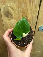 Monstera deliciosa variegata plant albo white wit, Huis en Inrichting, Kamerplanten, Ophalen of Verzenden, Halfschaduw, Minder dan 100 cm