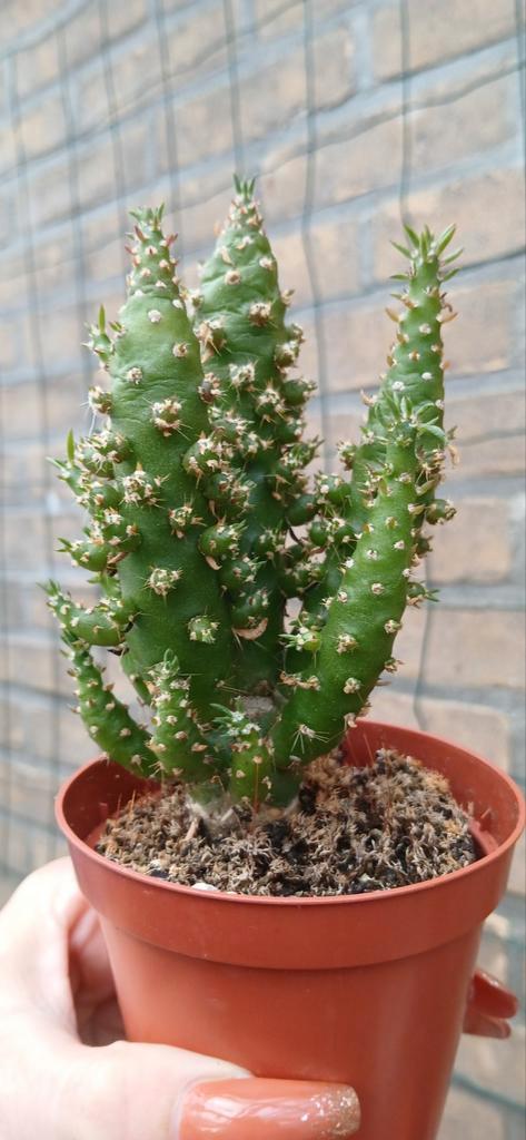 Opuntia subulata - Naaldvaren cactus, Tuin en Terras, Planten | Tuinplanten, Ophalen of Verzenden