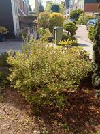 2x seringen struik, 60cm per stuk., Tuin en Terras, Planten | Struiken en Hagen, Ophalen, Overige soorten, Minder dan 100 cm