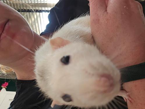 Drie jonge ratten met kooi, voer, bodembedekking, Dieren en Toebehoren, Knaagdieren, Mannelijk, Rat, April, Tam