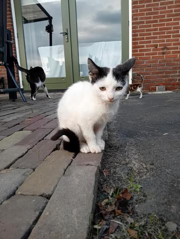 Lieve kittens beschikbaar voor biedingen