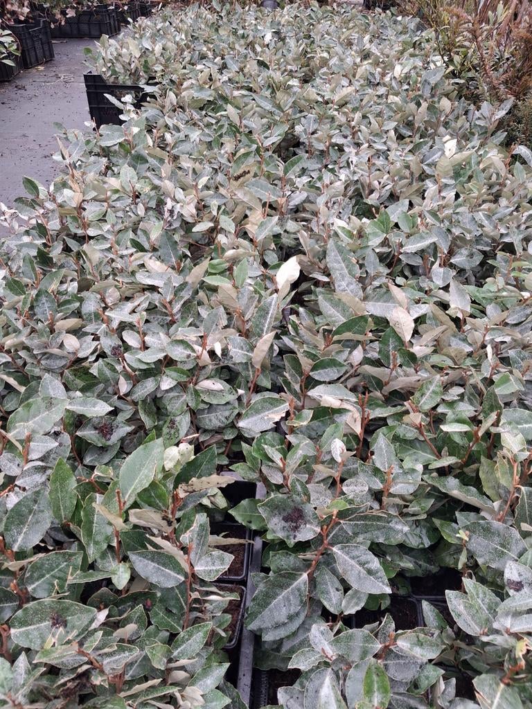 Elaeagnus ebbingei compacta, pot gekweekt 20cm olijfwilg, Ophalen of Verzenden, Overige soorten, Haag, Minder dan 100 cm