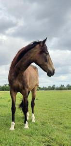 Bijrijder/verzorger paard gezocht, Dieren en Toebehoren, Paarden en Pony's | Overige Paardenspullen, Ophalen, Nieuw, Recreatie