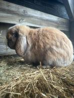 Minilop Ram met stamboom, Dieren en Toebehoren, Konijnen, Mannelijk, Dwerg, Hangoor, 0 tot 2 jaar