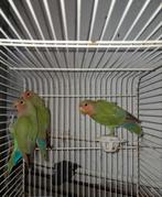 Roos, Mannelijk, Parkiet