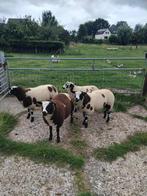 Te koop: zware bonte dekrammen, Dieren en Toebehoren, Schapen, Geiten en Varkens, Mannelijk, Schaap, 0 tot 2 jaar