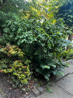 Krulhazelaar, Tuin en Terras, Planten | Struiken en Hagen, Ophalen of Verzenden