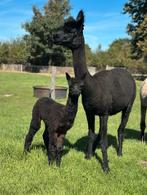 True black alpaca merrie, bayblack hengst alpacas alpaca’s, Dieren en Toebehoren, Overige Dieren, September, Meerdere dieren