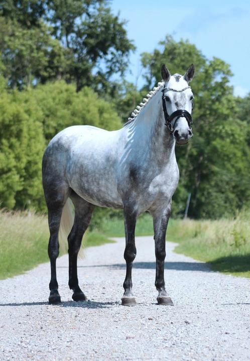 Mooie 5 jarige allround merrie 146cm, Dieren en Toebehoren, Pony's, Merrie, B, D pony (1.37m tot 1.48m), Recreatiepony, 3 tot 6 jaar