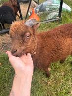 Meerdere ouessanten te koop, Dieren en Toebehoren, Schapen, Geiten en Varkens, Meerdere dieren, Schaap
