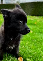 Pomsky Pups, Dieren en Toebehoren, Honden | Poolhonden, Keeshonden en Oertypen, 15 weken tot 1 jaar, Overige rassen, CDV (hondenziekte)