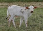 Mini zeboe stiertje, mini rund, mini koe, Dieren en Toebehoren, Runderen, Mannelijk, 0 tot 2 jaar