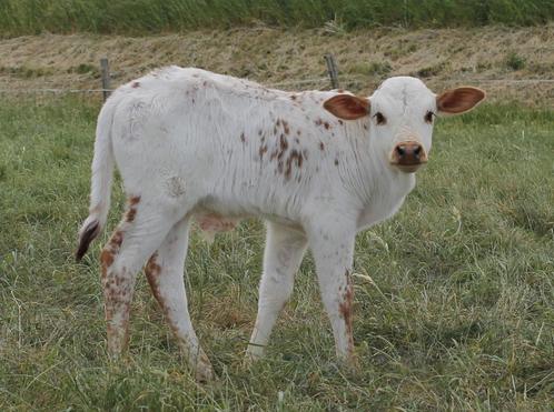 Mini zeboe stiertje, mini rund, mini koe, Dieren en Toebehoren, Runderen, Mannelijk, 0 tot 2 jaar