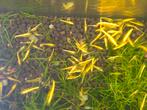 Yellow stripes garnalen, Dieren en Toebehoren, Vissen | Aquariumvissen