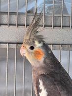 Te koop of te ruil jonge Valkparkiet, Dieren en Toebehoren, Vogels | Parkieten en Papegaaien, Mannelijk, Parkiet, Geringd