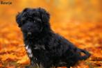 Leuke boomer pups, Dieren en Toebehoren, Nederland, 8 tot 15 weken, CDV (hondenziekte), Meerdere