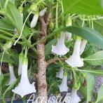 Zaden Acnistus australis alba, Verzenden, Voorjaar, Volle zon, Zaad