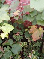 Een jonge druivenstruik van 2 meter hoog, Ophalen, Lente, Overige soorten, Volle zon