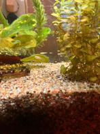 Baby guppies, Dieren en Toebehoren, Vissen | Aquariumvissen, Vis