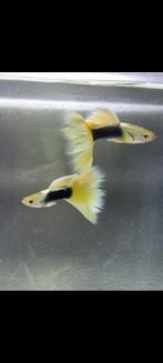 yellow tuxedo guppen zie omschrijving, Dieren en Toebehoren, Vissen | Aquariumvissen, Zoetwatervis