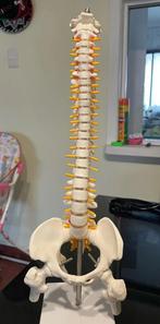 Wervelkolom Menselijk Anatomie Model / School Botten Medisch, Verzenden, Nieuw