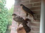 Twee opgezette sperwers, Verzamelen, Dierenverzamelingen, Ophalen of Verzenden, Zo goed als nieuw, Vogel, Opgezet dier