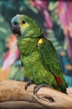 Jonge Baby Blauw voorhoofd Amazones | Handtam | Nieuwsgierig