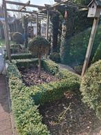 Ilex crenata, Ophalen, Hulst, Haag, Minder dan 100 cm